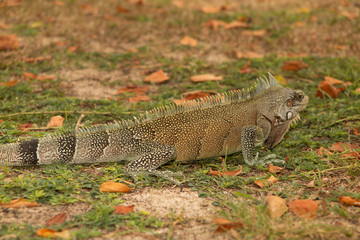 Very nice iguana under yellow grass