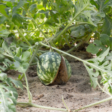 small unripe watermelon in the garden burst