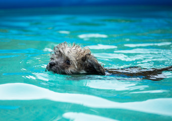 Havaneser Hund schwimmt