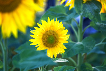 small blossoming sunflower among the big