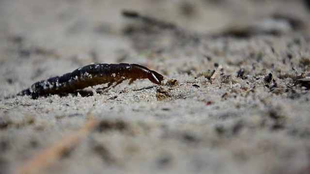 Larvae of water beetles Dytiscus persicus. The larva of the beetle crawls pupate