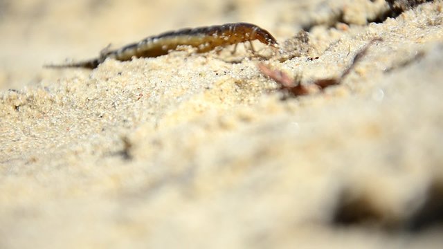 Larvae of water beetles Dytiscus persicus. The larva of the beetle crawls pupate