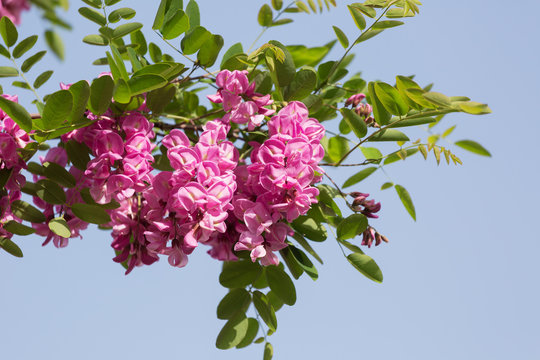 blossoming pink acacia (Robinia Viscosa) against the sky