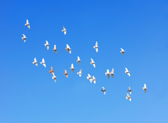 flock of pigeons flying in blue sky