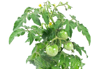 Tomato green plant on white background
