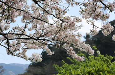 Cherry Blossom Branches in a Garden with Mountains in the back