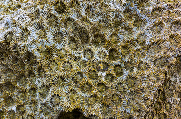 Dead coral reef background