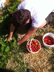 raccolta fragole