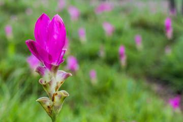 Fototapeta premium Curcuma alismatifolia or siam tulip.