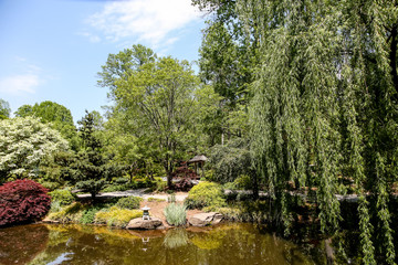 Weeping Willow in Japanese Garden