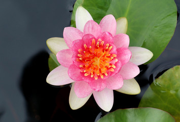 Pink lotus flower in full bloom.