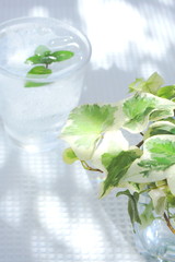観葉植物と一杯の水
