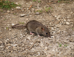 Rat