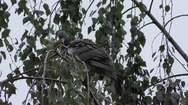 Pigeon bird in 4k UHD 2160