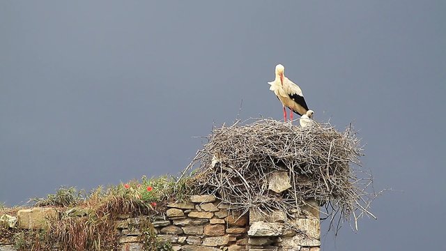 Cig&uuml;e&ntilde;a,one