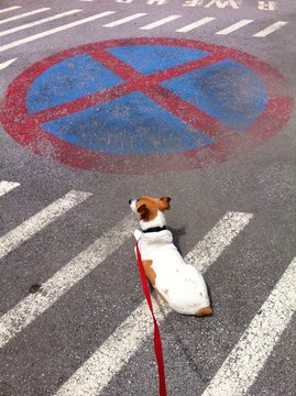 cane in divieto di sosta