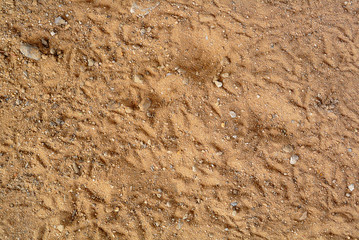 Texture Background of Sand with Bird Footprint.