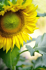 słonecznik w ogrodzie © Tomasz