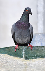 Dove on the fountain in summer
