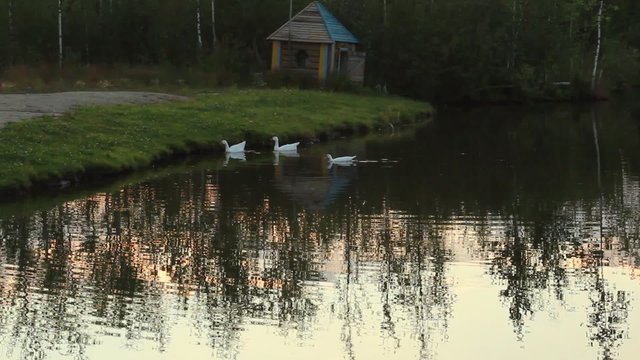 Three goose  