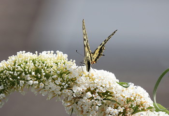 Schwalbenschwanz auf Sommerflieder, Schmetterling