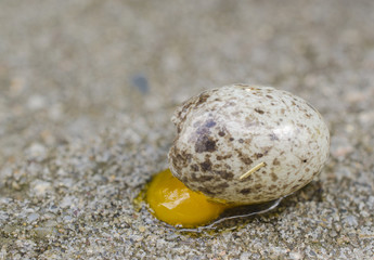 A dropped birds egg on a street. - 89043804