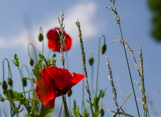 Poppies in the skies - 89043808