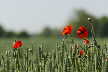 Poppies in a green cornfield.