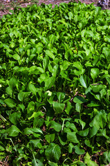 Obraz premium Pak Choi