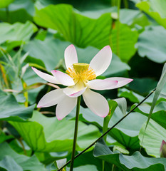 Pink, white, yellow nuphar flowers, green field on lake, water-lily, pond-lily, spatterdock, Nelumbo nucifera, also known as Indian lotus, sacred lotus, bean of India, lotus.