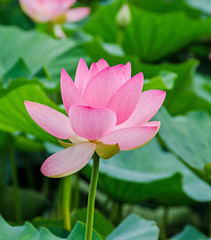 Pink, white, yellow nuphar flowers, green field on lake, water-lily, pond-lily, spatterdock,...