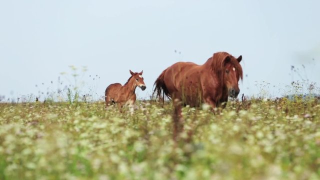 Mare with foal go on field
