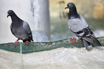 Doves take a rest at the fountain