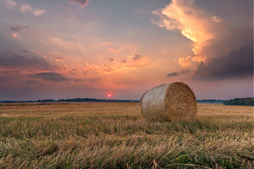Bele siana na polu podczas zachodu słońca © Patrycja