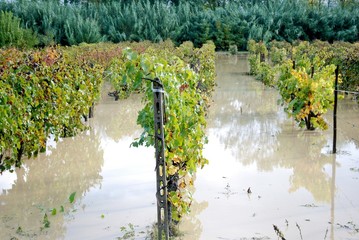alluvione,campi e vigne allagati