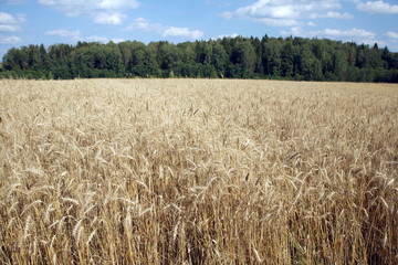 Beautiful landscape with lot ears of rye on rural field under blue sky with white clouds on sunny summer day
