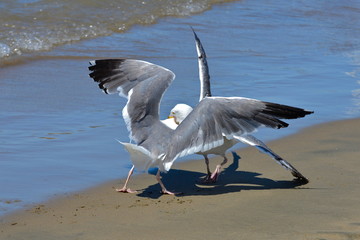Bataillle de goélands sur la plage
