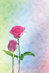 Rose background beautiful color for romantic couple decoration (Card, greeting, valentine)