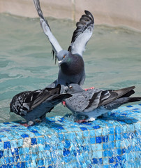 Doves are drinking at the pool side in summer