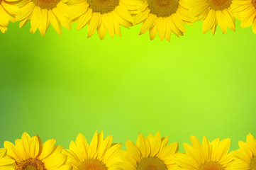 Fototapeta premium sunflower