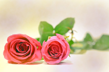 Rose background beautiful color for romantic couple decoration (Card, greeting, valentine)