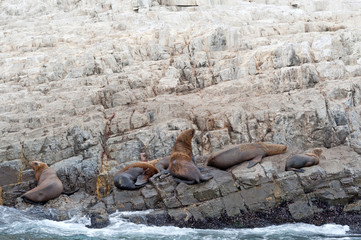 Seel&ouml;wen bei Pucusana, Peru
