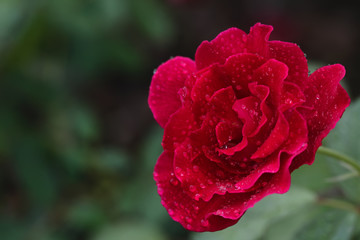 red rose
