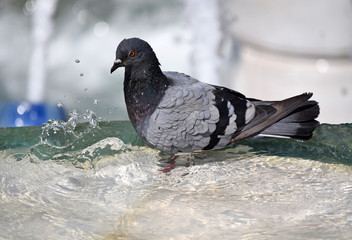 Dove takes a bath in the water of the fountain