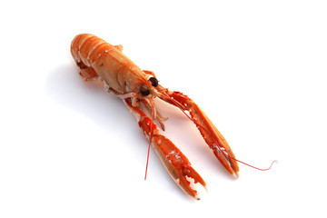 Langouste