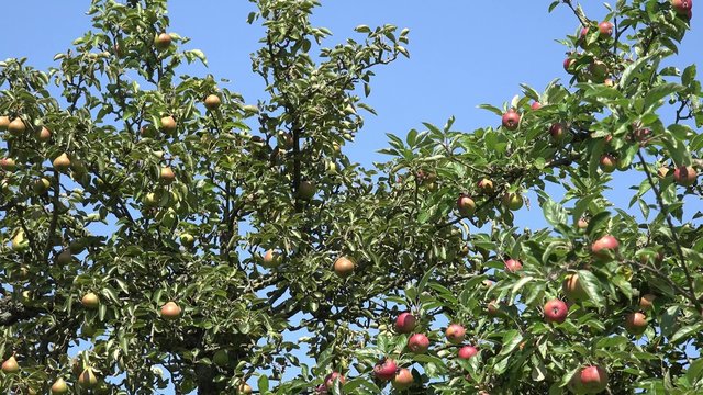 Pear and apple fruits hanging on tree