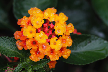 close up red and yellow flower 
