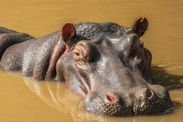 Hippopotamus