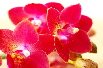 Naklejka na ściany i meble Wunderschöne Orchidee