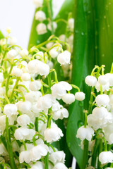 lilies of the valley on a white background isolated
